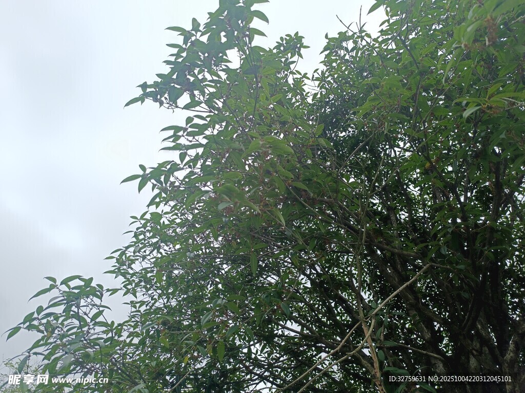 茂密竹林