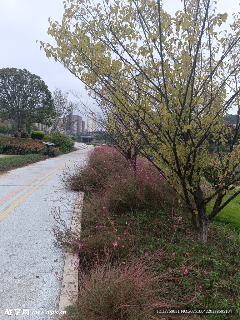 鄉(xiāng)村小路旁的樹木植被等