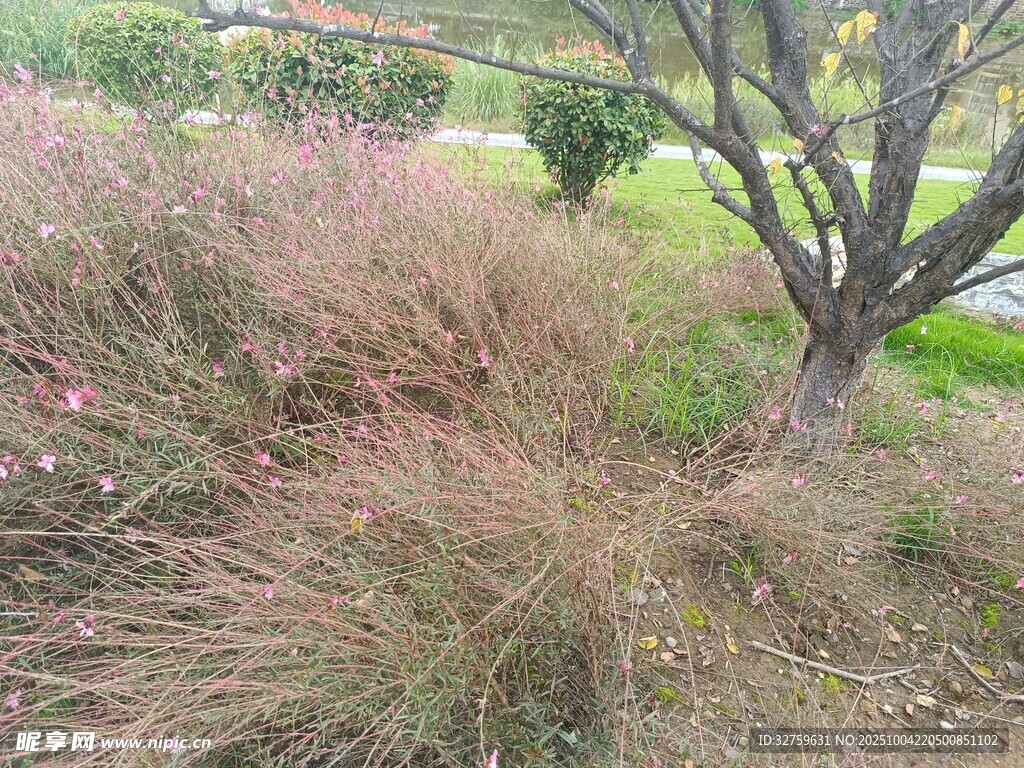 戶外叢生植物與樹木景觀
