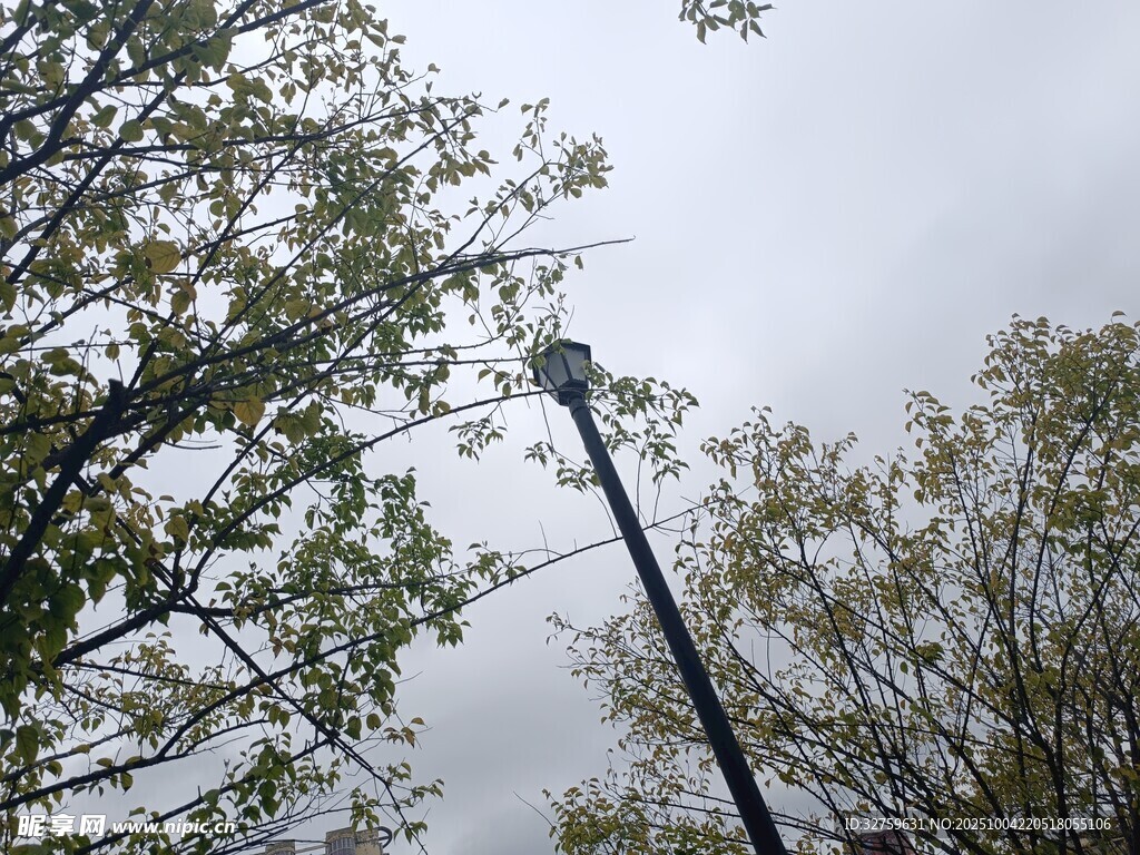 路燈旁的樹木與陰沉天空
