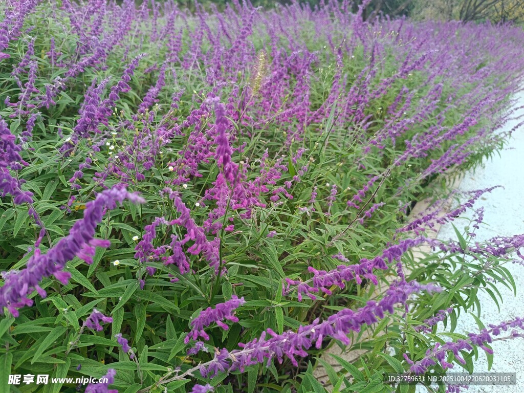 紫色花卉植物景觀