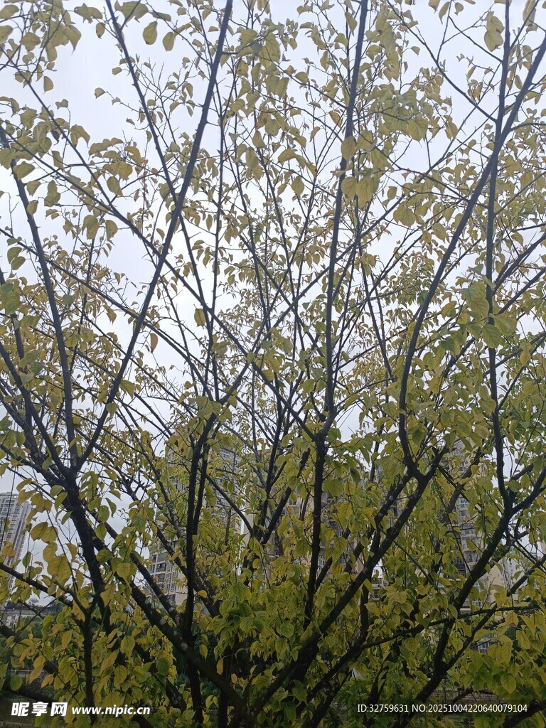 秋日樹枝間的斑駁光影