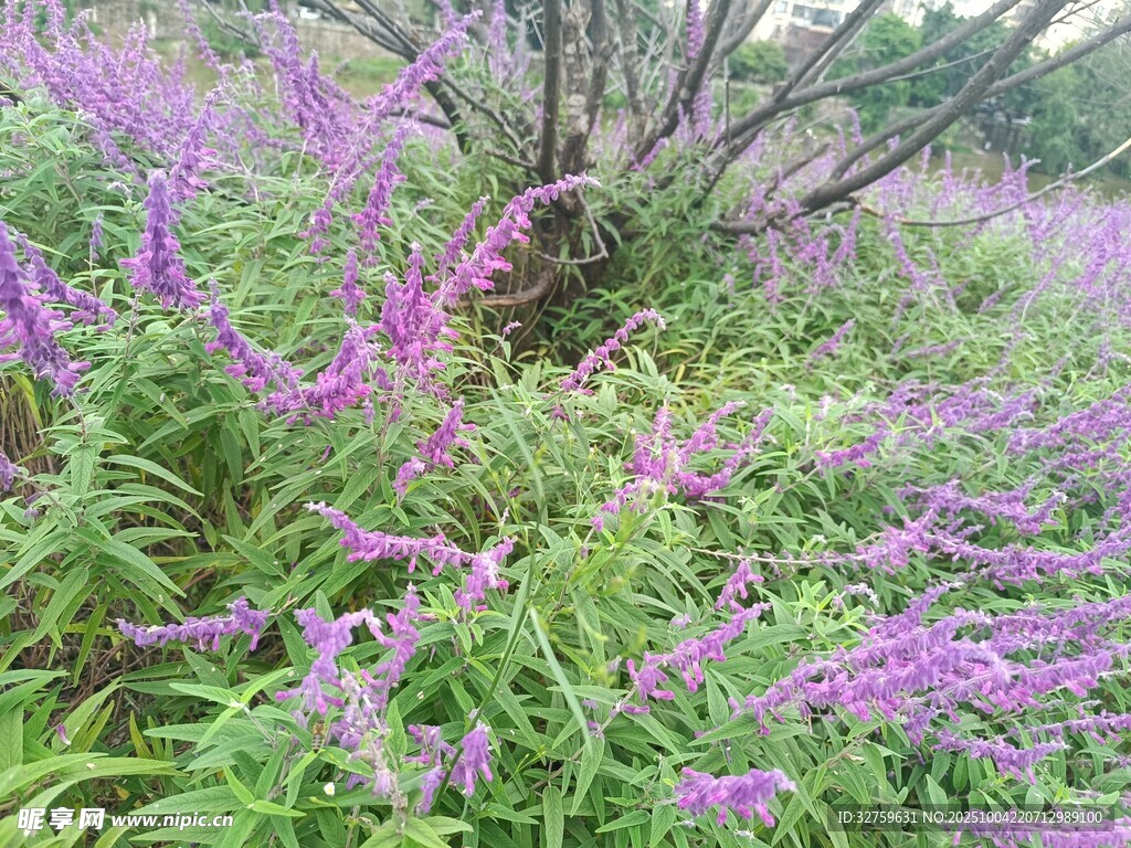 紫色花草叢景觀