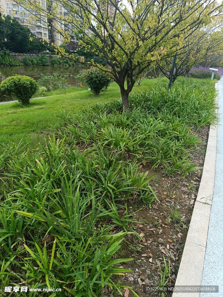 城市綠地中的綠植景觀