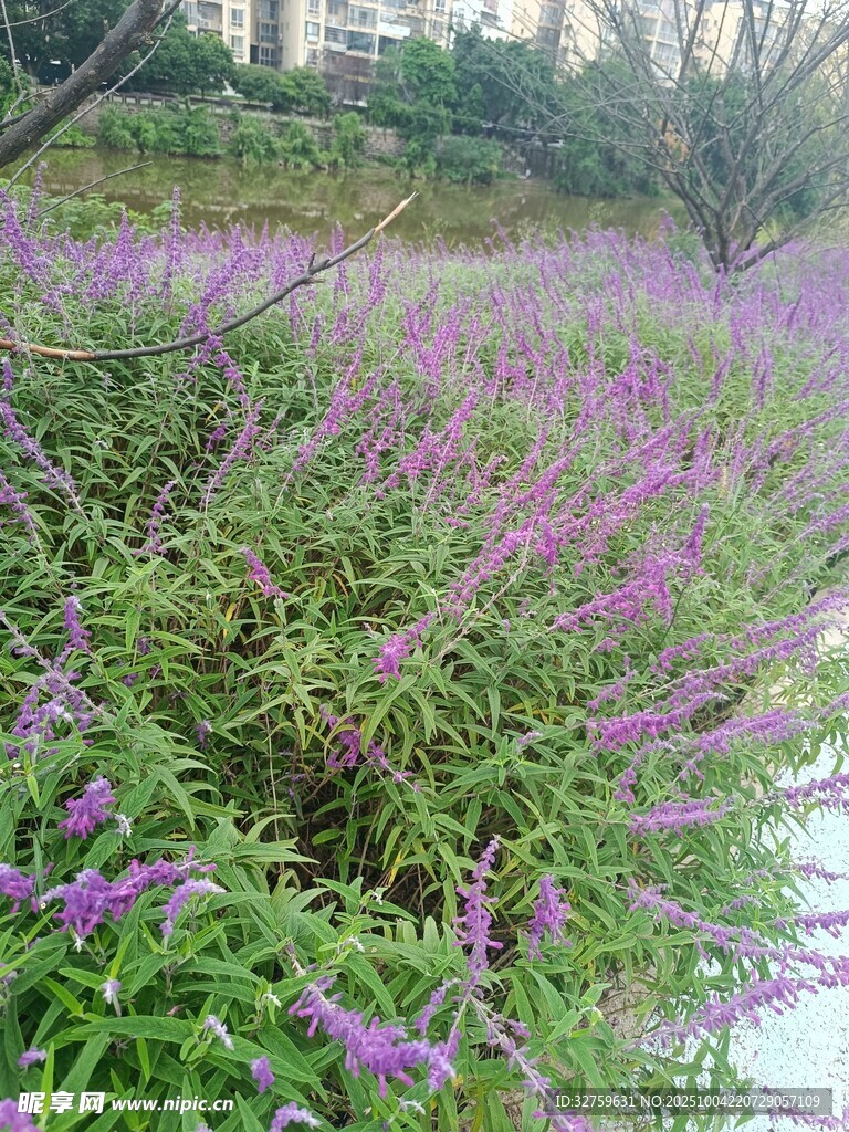 紫色花叢中的自然景致