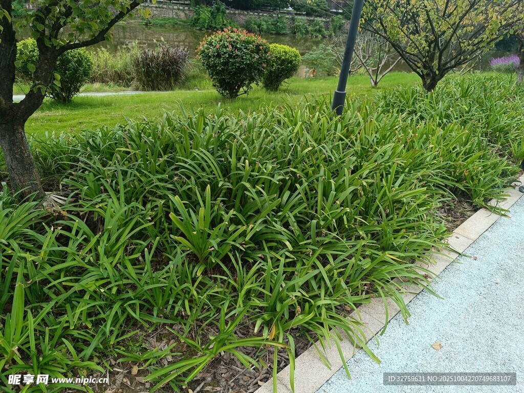 路邊蔥郁綠植景觀
