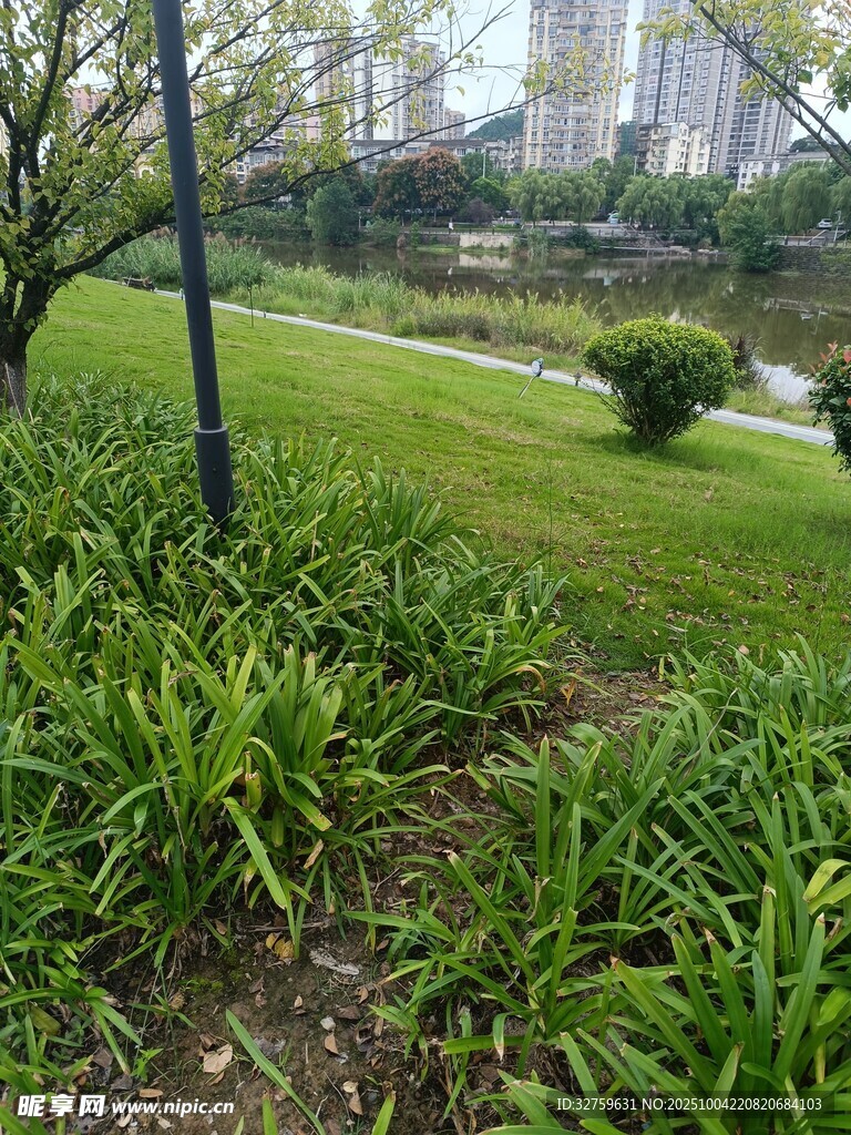 公園綠地中的蔥郁植物