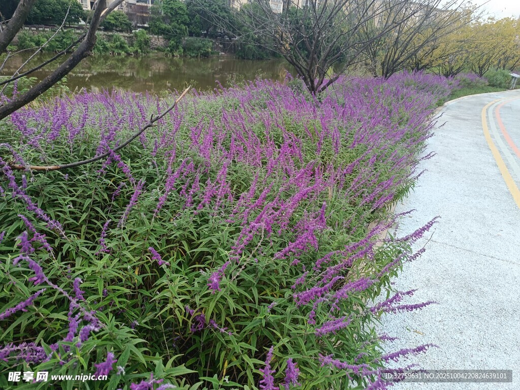 路邊紫色花卉景觀