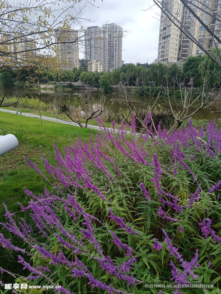 城市中綻放的紫色花卉景觀