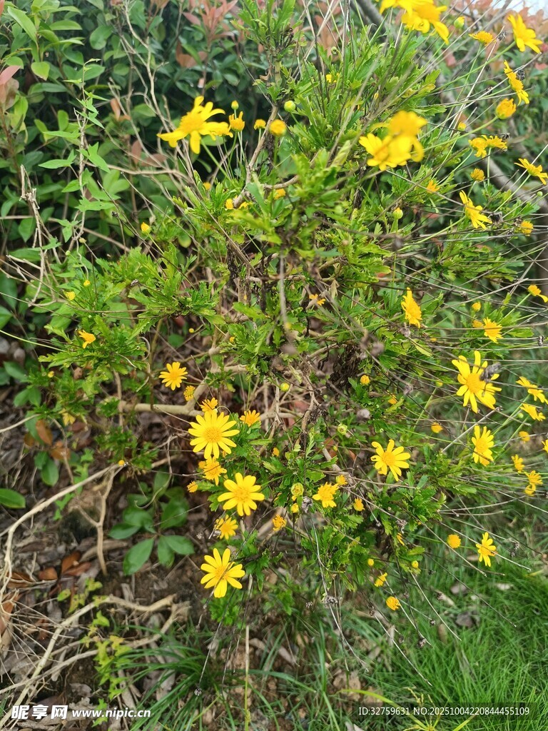 盛開的黃色花叢