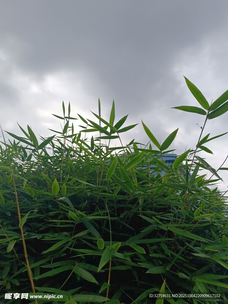 陰天下的翠綠竹林