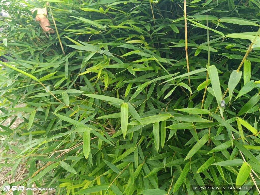 翠綠竹林景觀