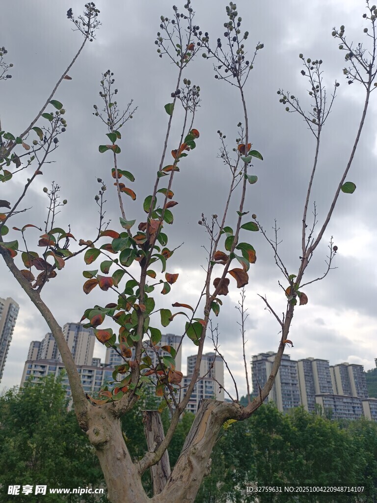 光禿樹(shù)枝與遠(yuǎn)處城市景觀