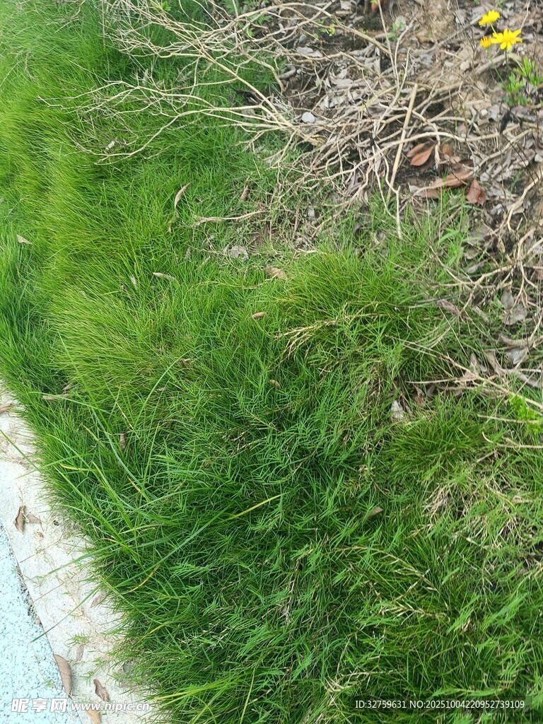 路邊嫩綠草地與零星小花