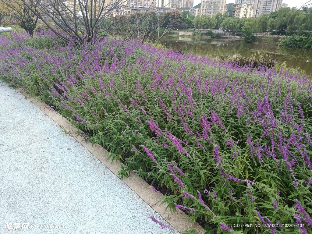 路邊紫色花卉綻放美景