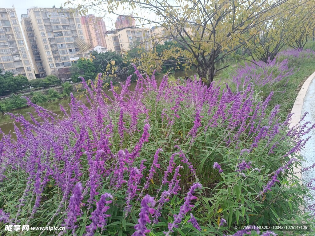 紫色花叢裝點的城市角落