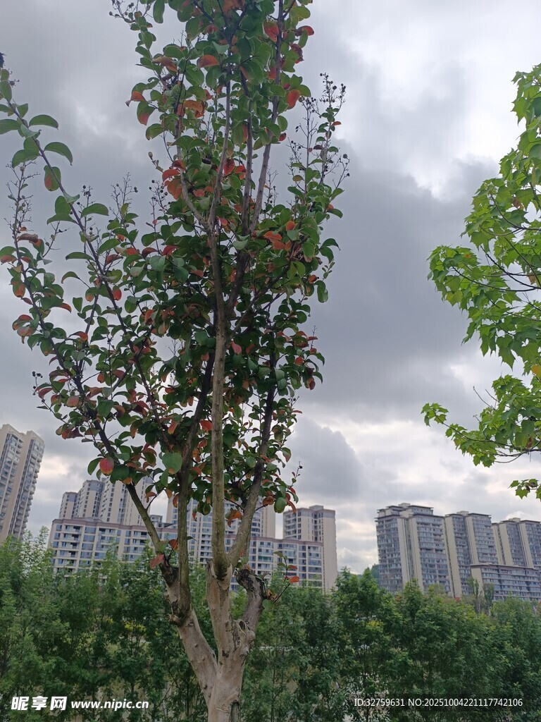 城市中繁茂的綠樹