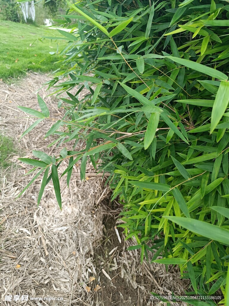 小徑旁繁茂的綠色植物