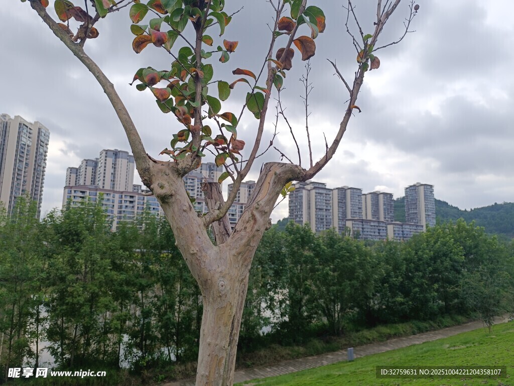 城市中孤獨(dú)的樹木