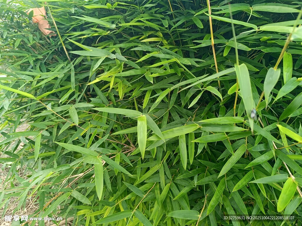 翠綠竹林 