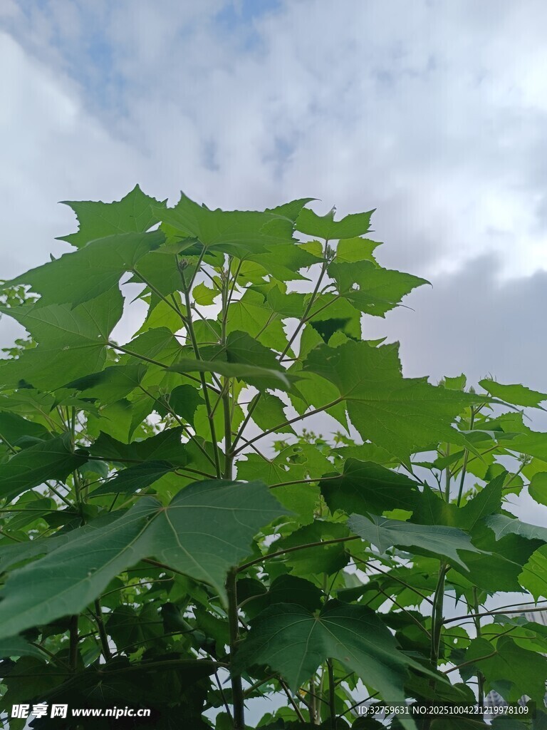 綠葉繁茂的植物