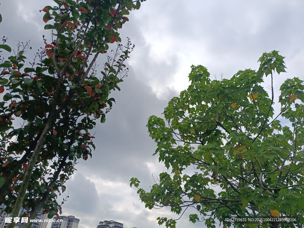 綠樹映襯下的多云天空