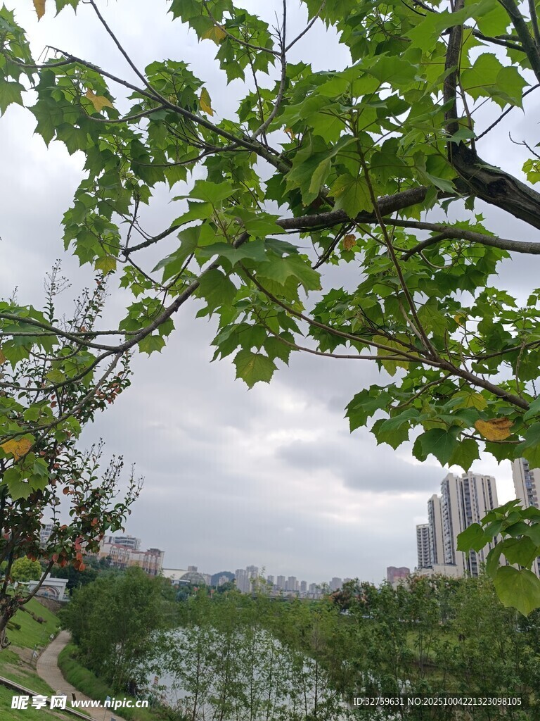湖畔綠樹映城市景致
