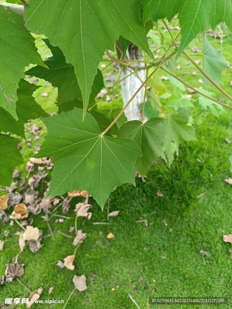 綠葉間的葡萄藤與碎石