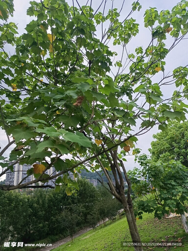 綠葉繁茂的樹木