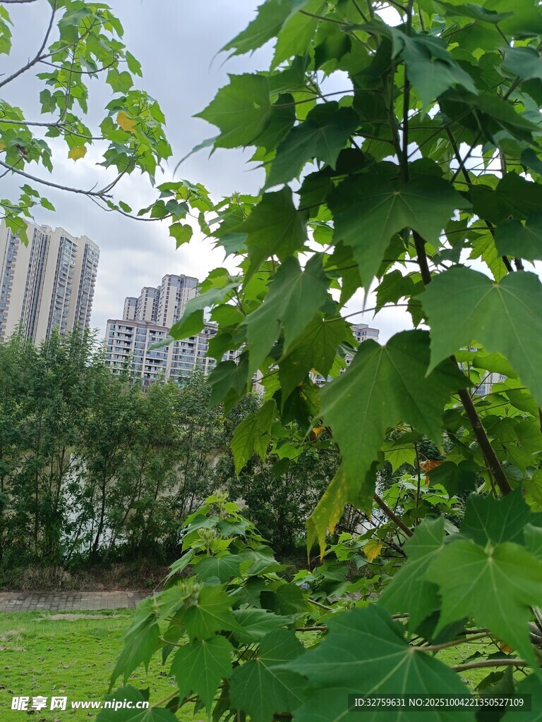 綠葉掩映下的城市風景