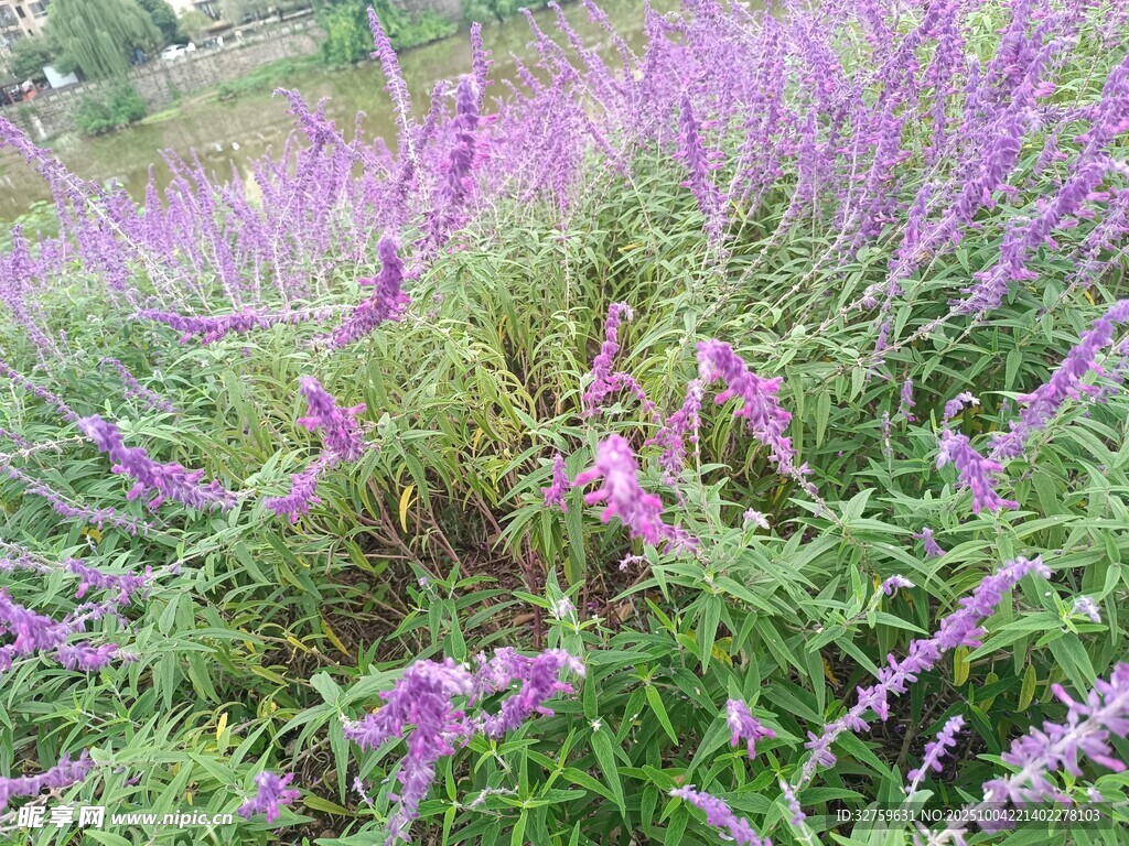 紫色花叢綻放美麗