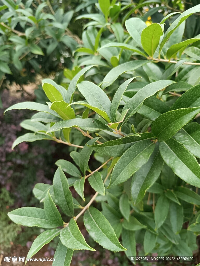 綠葉繁茂的植物景觀