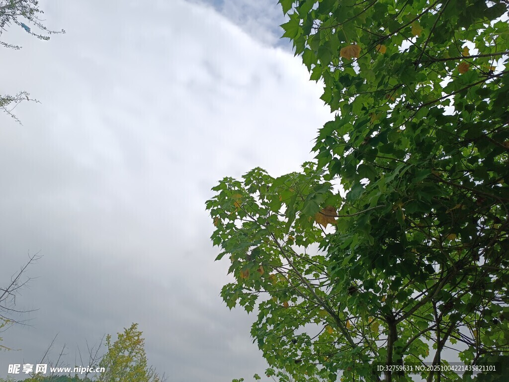 仰視綠樹與多云天空