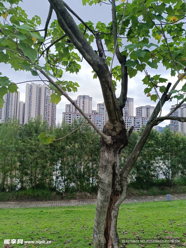 城市中孤獨(dú)的老樹