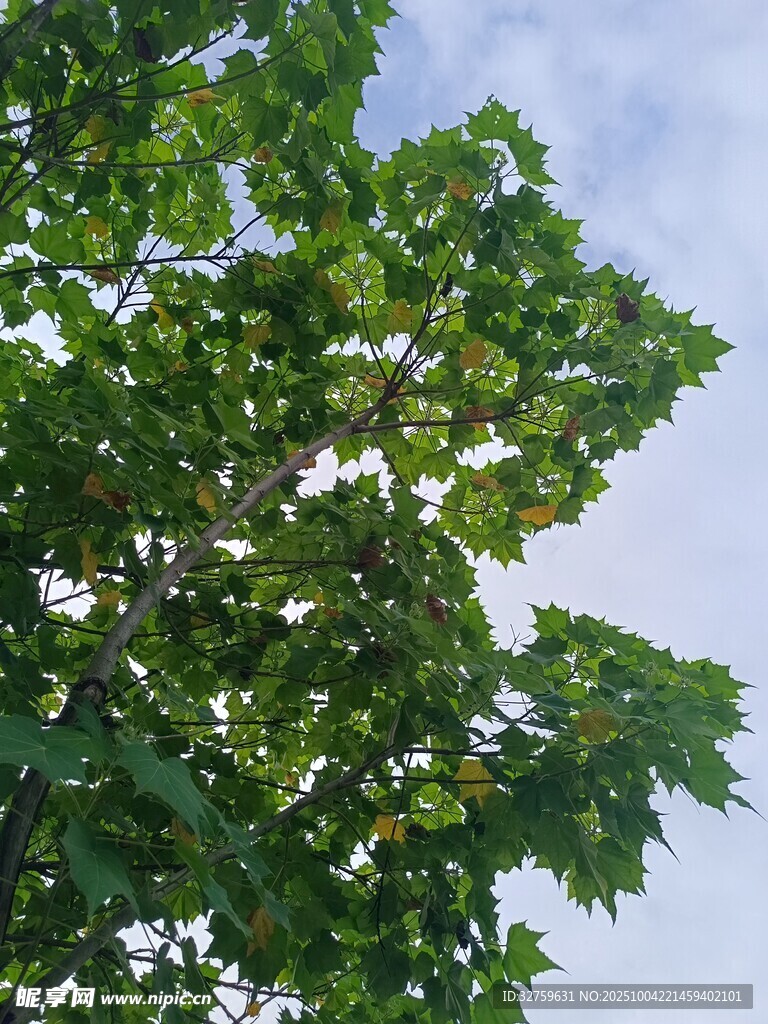 綠葉繁茂的樹(shù)冠