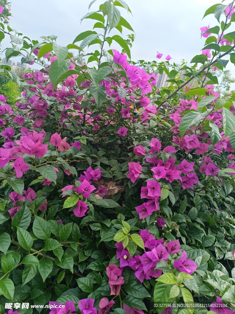 綻放的艷麗三角梅