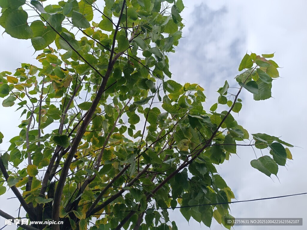 綠葉繁茂的樹木