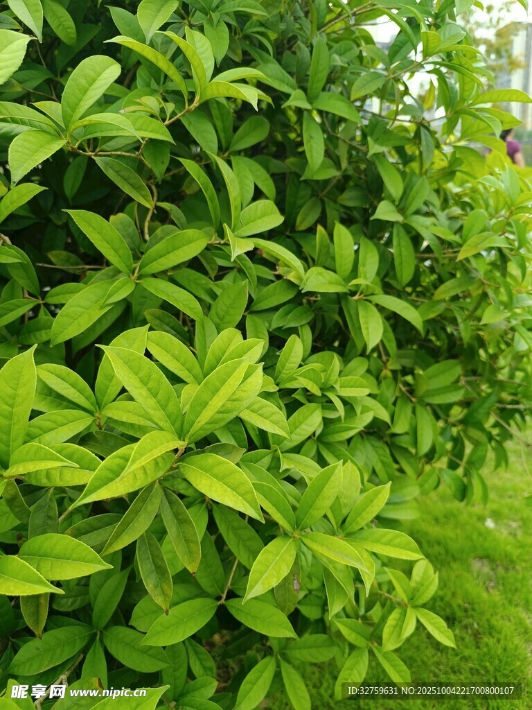 翠綠繁茂的綠葉植物