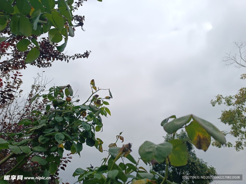 綠葉映襯下的朦朧天空