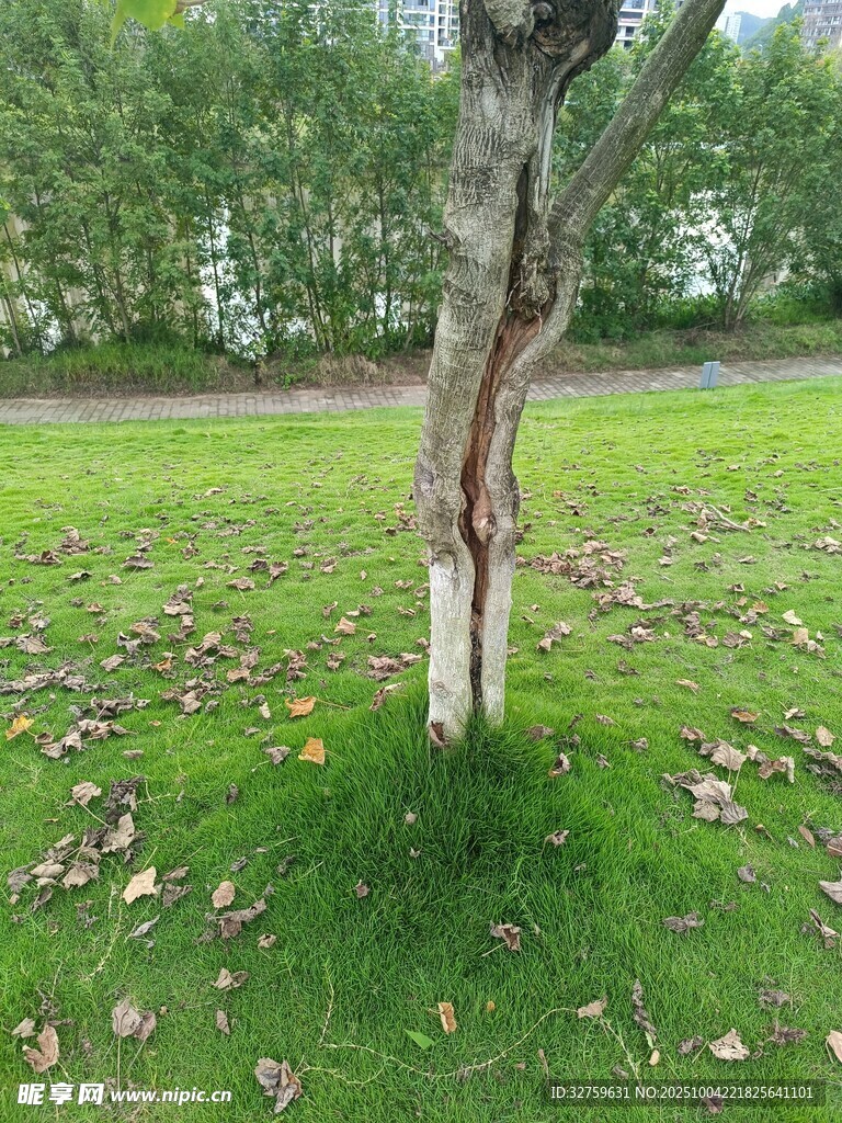 樹干遭損的綠地場景