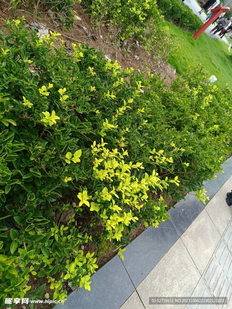 路邊綻放的黃色小花