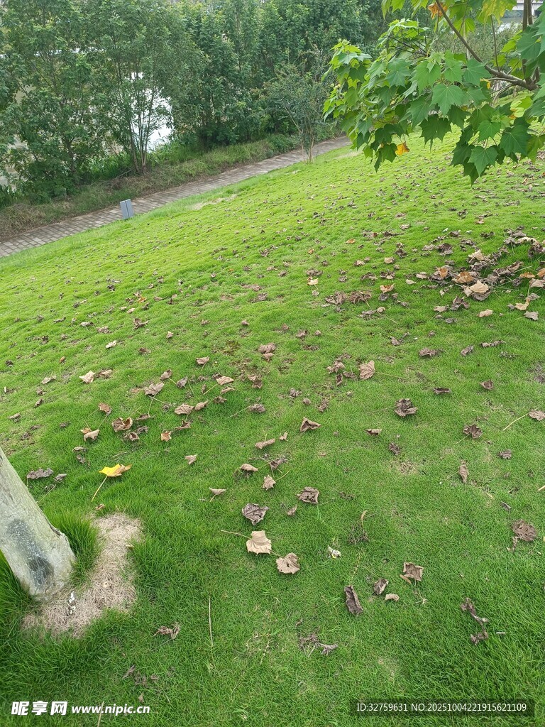 綠意盎然的戶外草地景色