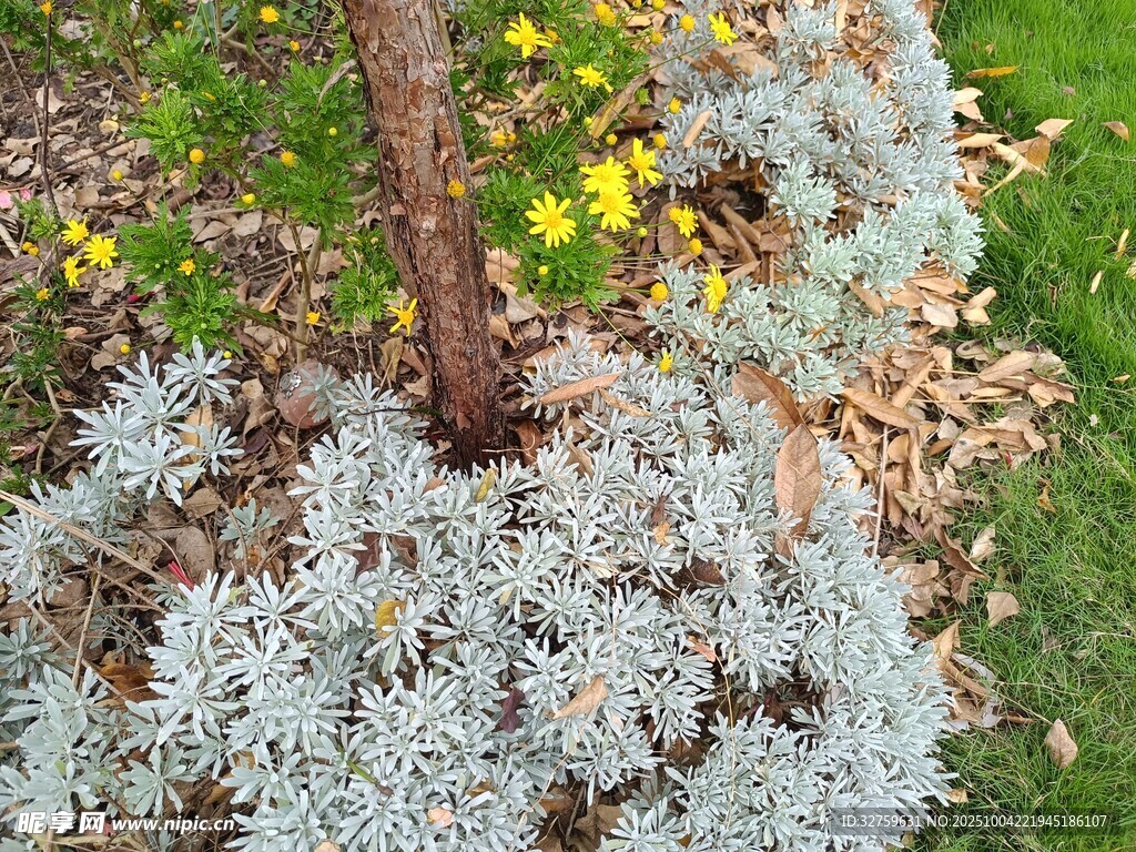 銀葉植物與黃色小花相伴