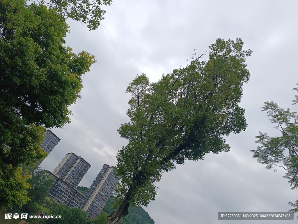 綠樹掩映下的屋頂
