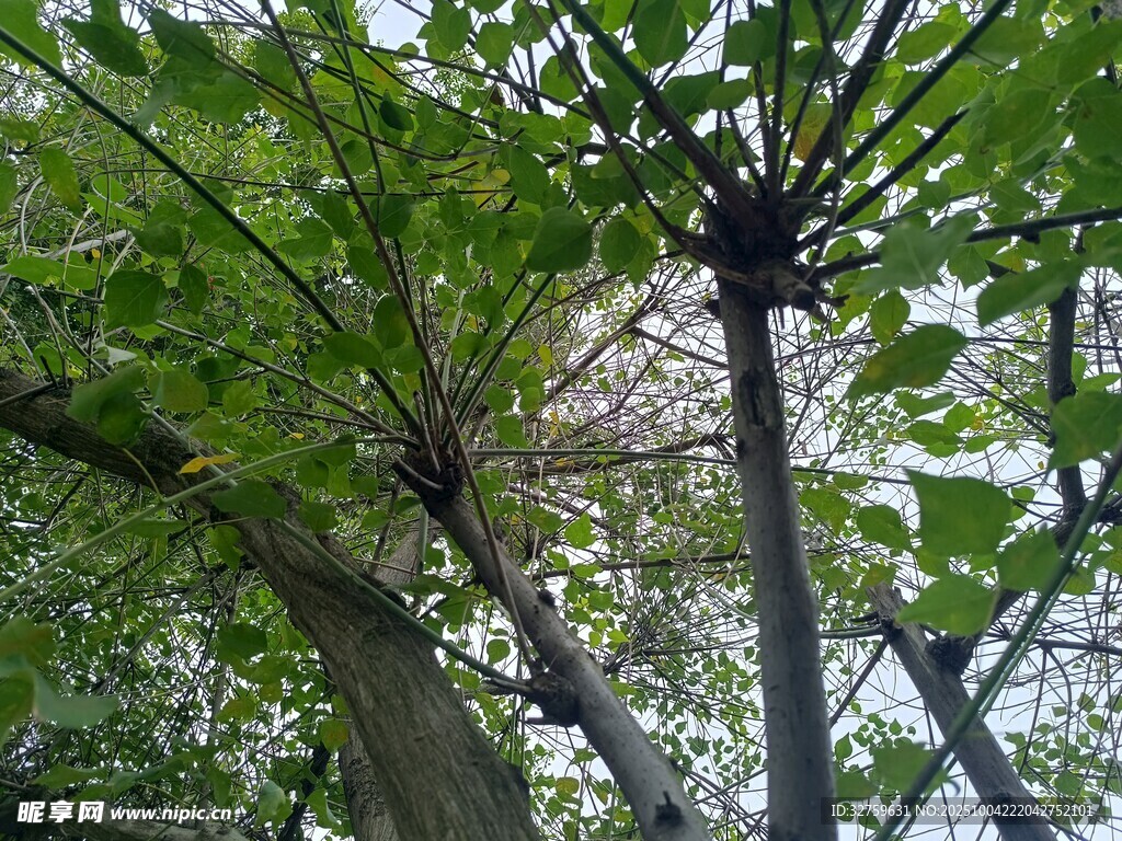 繁茂樹木枝葉特寫