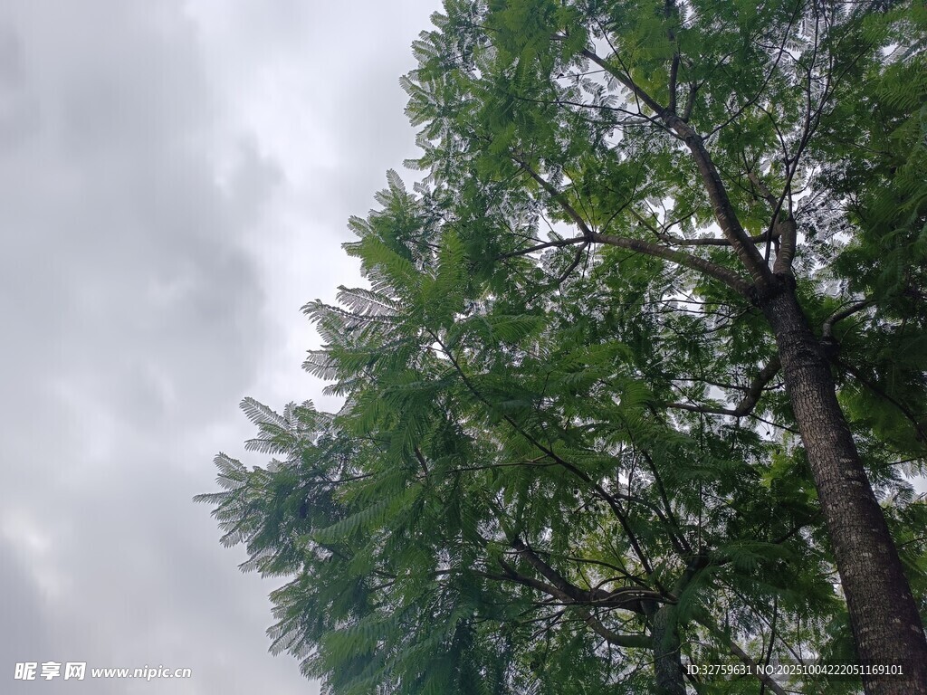 仰視蔥郁樹(shù)木與灰蒙天空