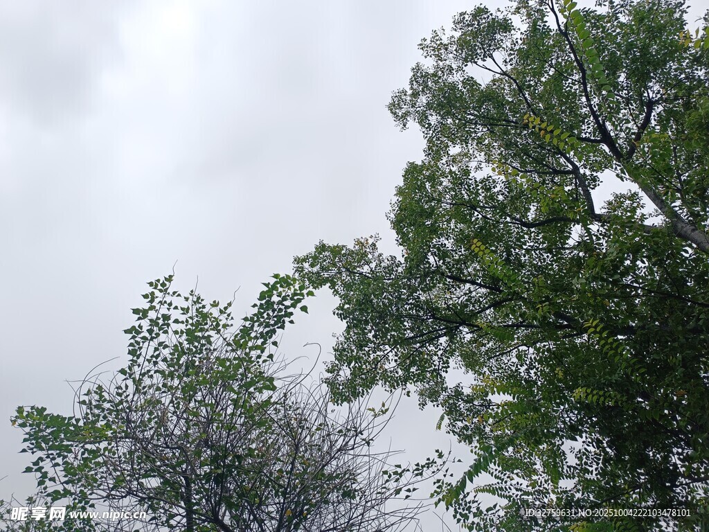 陰天里的綠樹景致