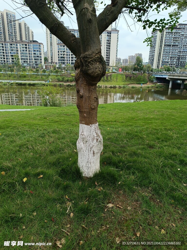 樹干上奇特的人像涂鴉