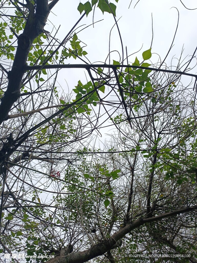 樹枝上的綠葉與天空