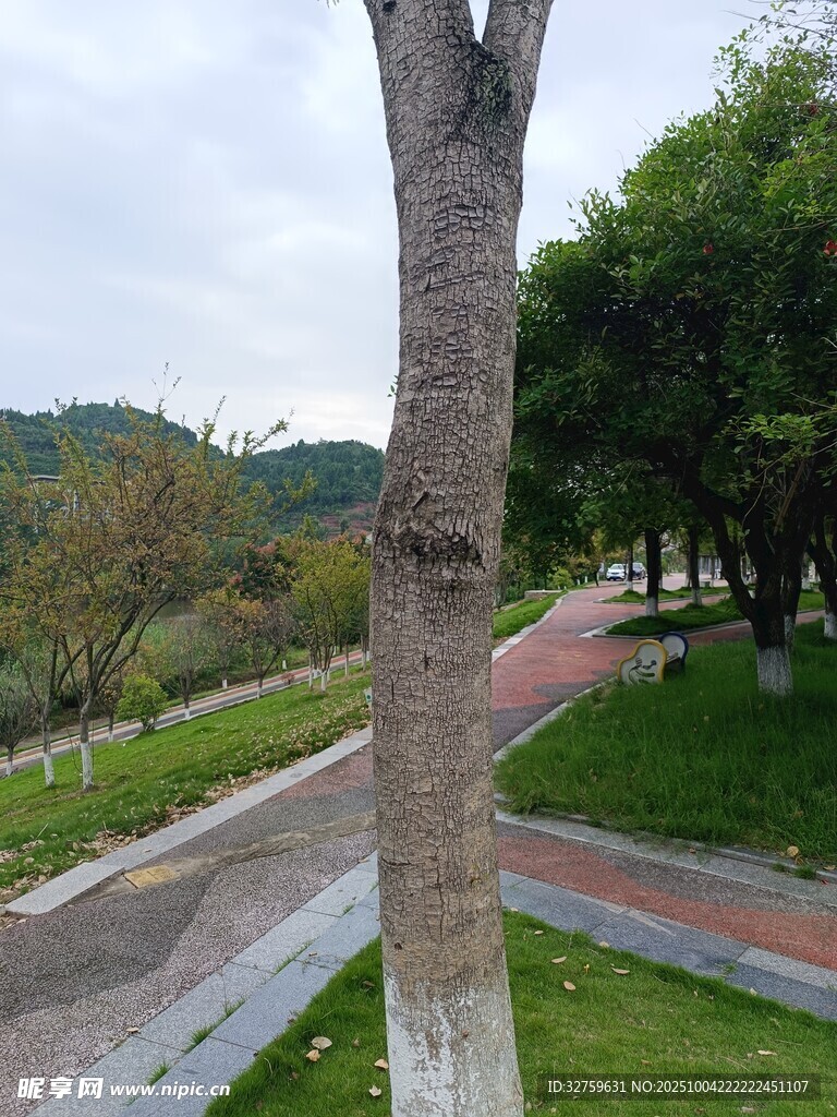 路邊樹(shù)干與周邊景致